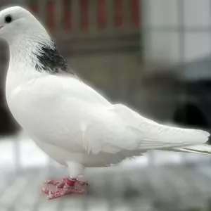 Top 5 z najpozoruhodnejších holubov bielej farby